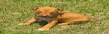 Rhodesian Ridgeback 7