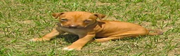 Rhodesian Ridgeback dogs for sale: Rhodesian Ridgeback 7 - Ad 1