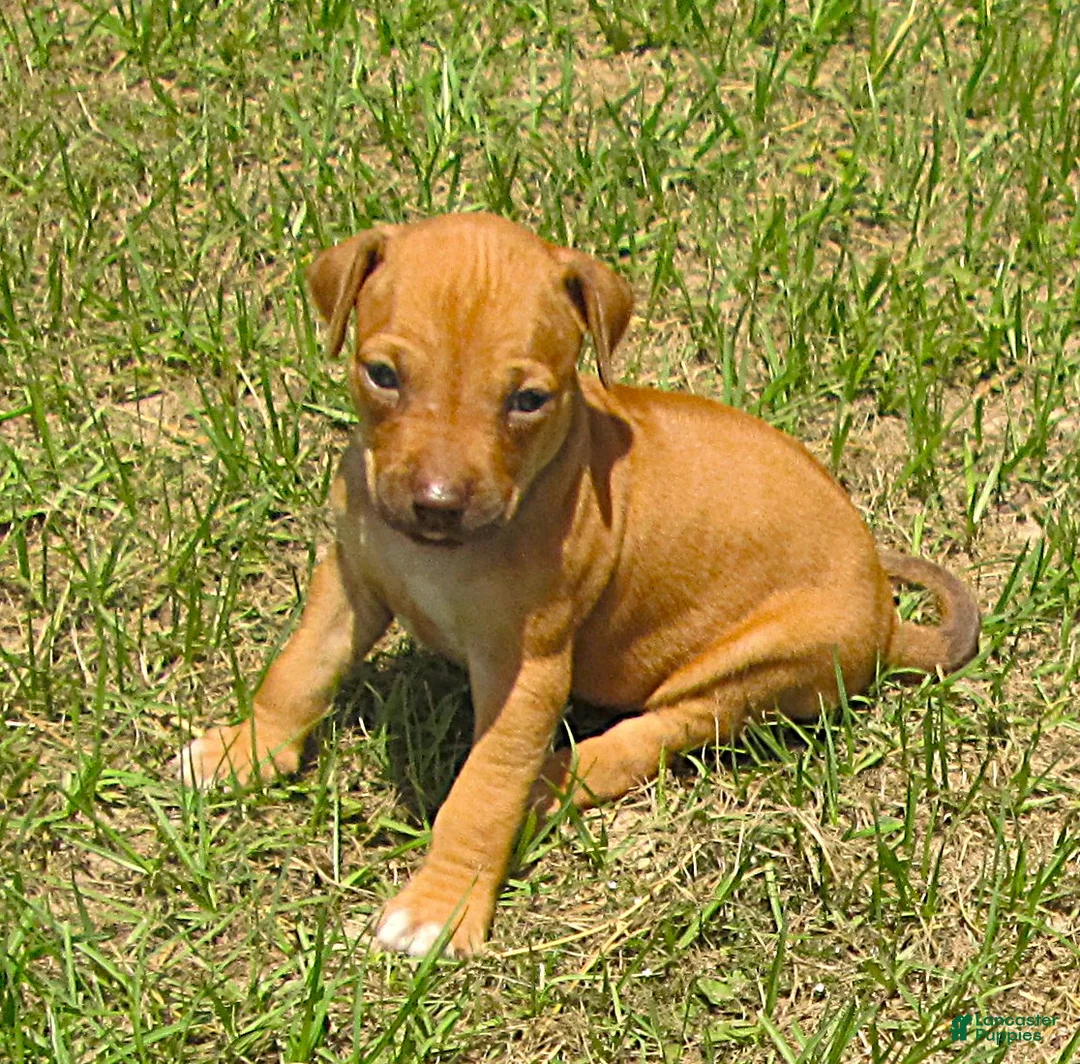 Rhodesian Ridgeback dogs for sale: Rhodesian Ridgeback 7 - Ad 1