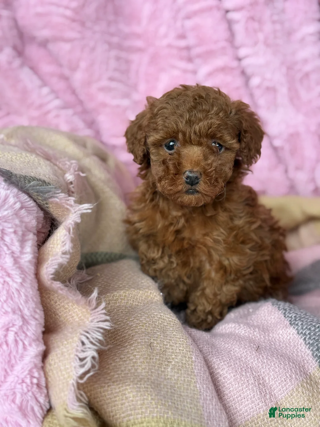 Toy Poodle dogs for sale: Nana - Ad 4