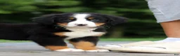Bernese Mountain Dog dogs for sale: Josie - Ad 9