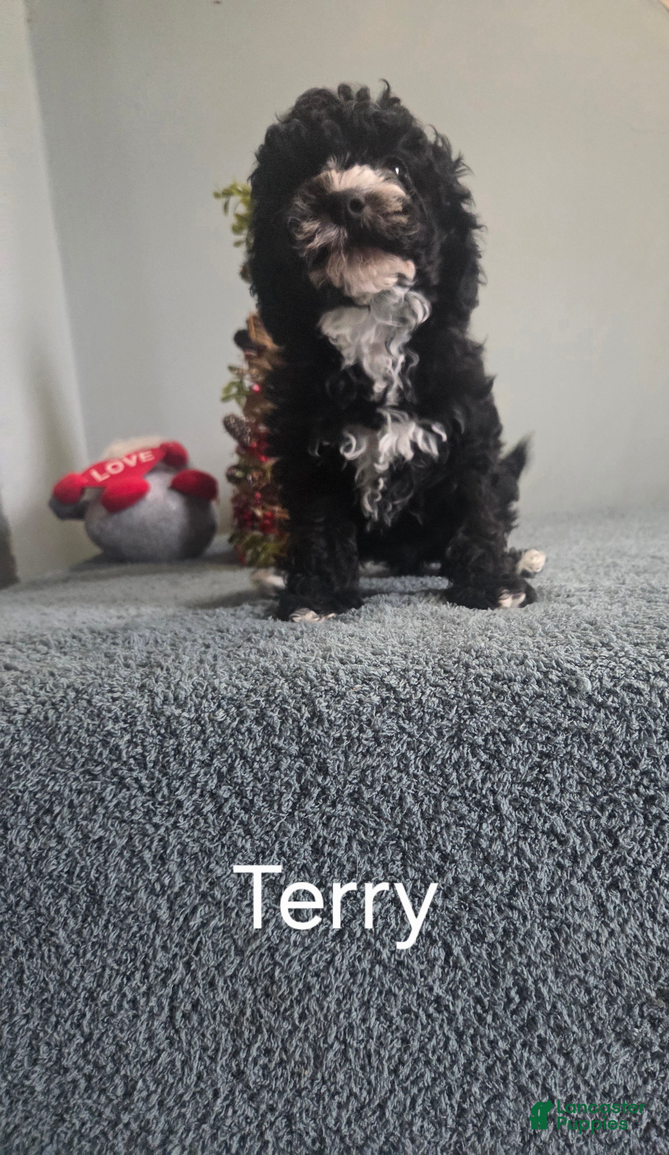 Cavapoo dogs Terry - Ad 3