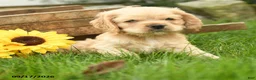 English Cocker Spaniel dogs for sale: Wilfred - Ad 5