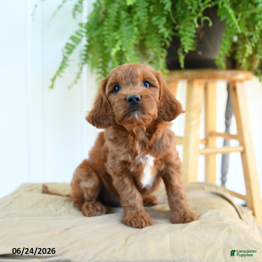 Cavapoo dogs Franklin - Ad 1