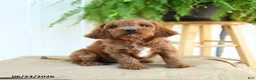 Cavapoo dogs for sale: Franklin - Ad 1