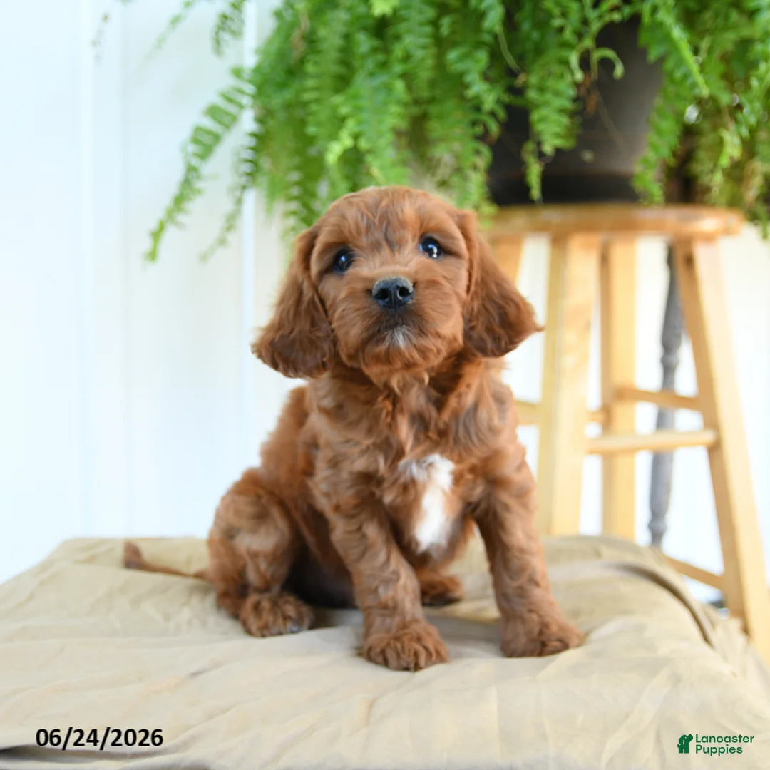 Cavapoo dogs for sale: Franklin - Ad 1