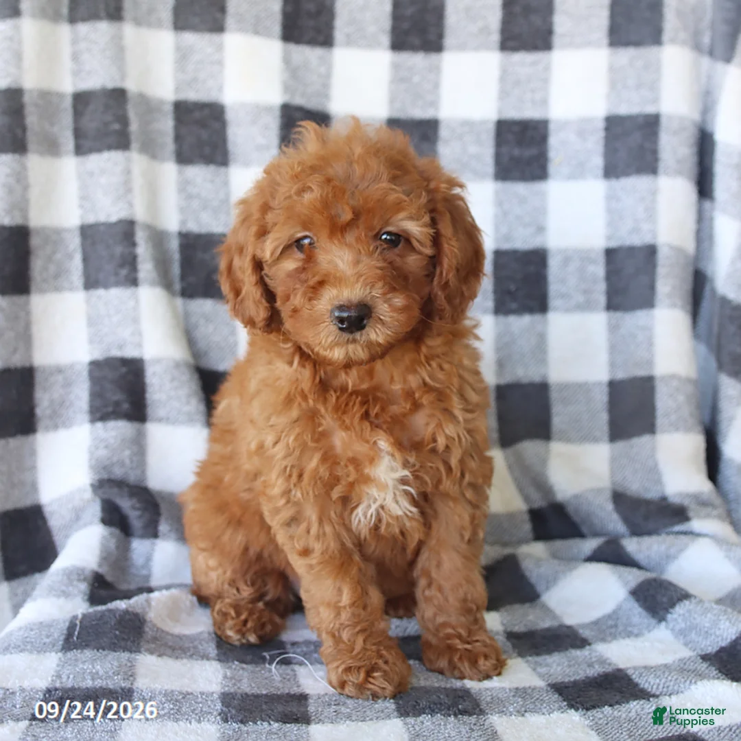 Miniature Poodle dogs for sale: Ruby - Ad 3