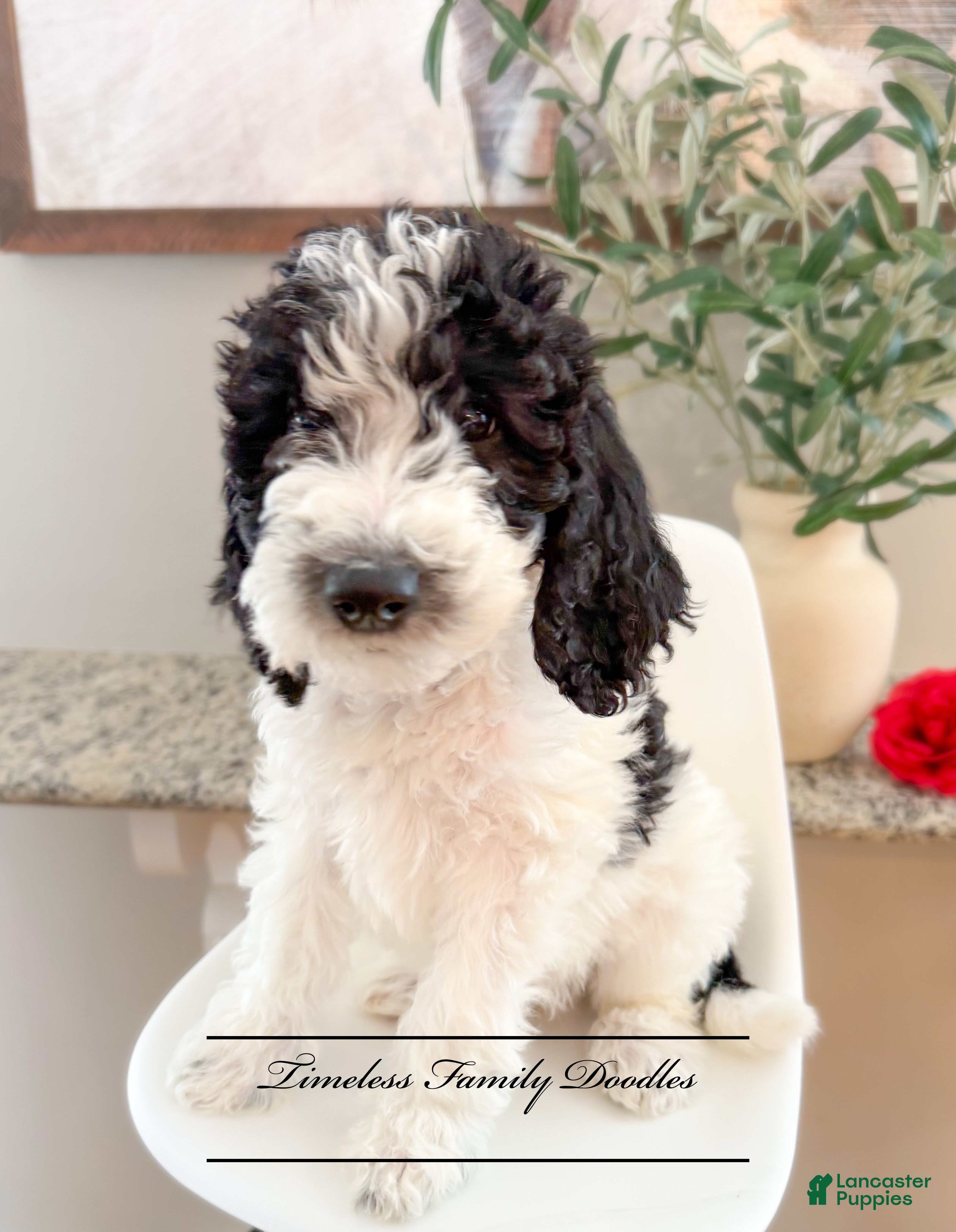 Sheepadoodle dogs Alvin - Ad 14