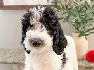 Sheepadoodle dogs Alvin - Ad 14