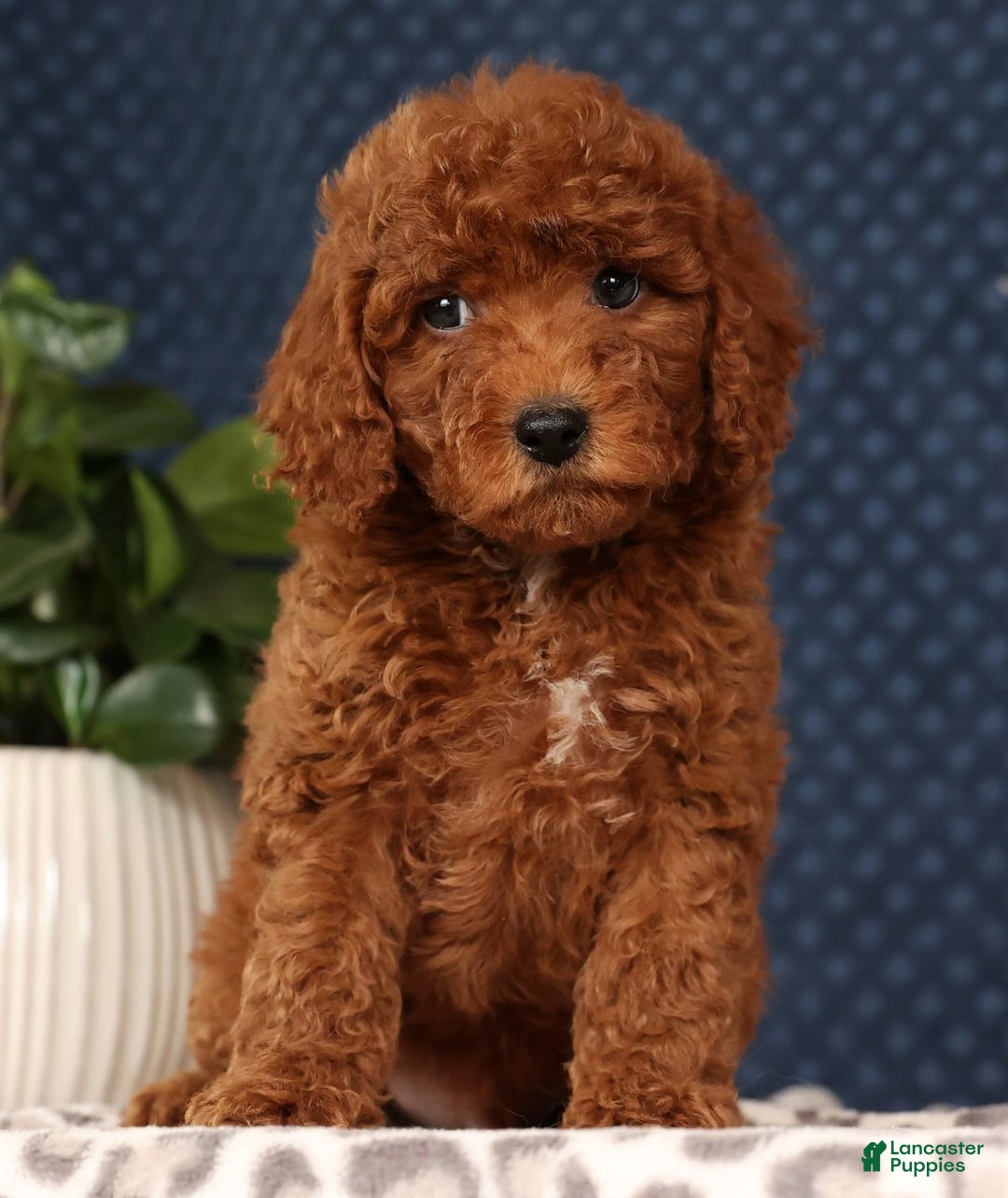 Miniature Poodle dogs for sale: Stuart - Ad 2