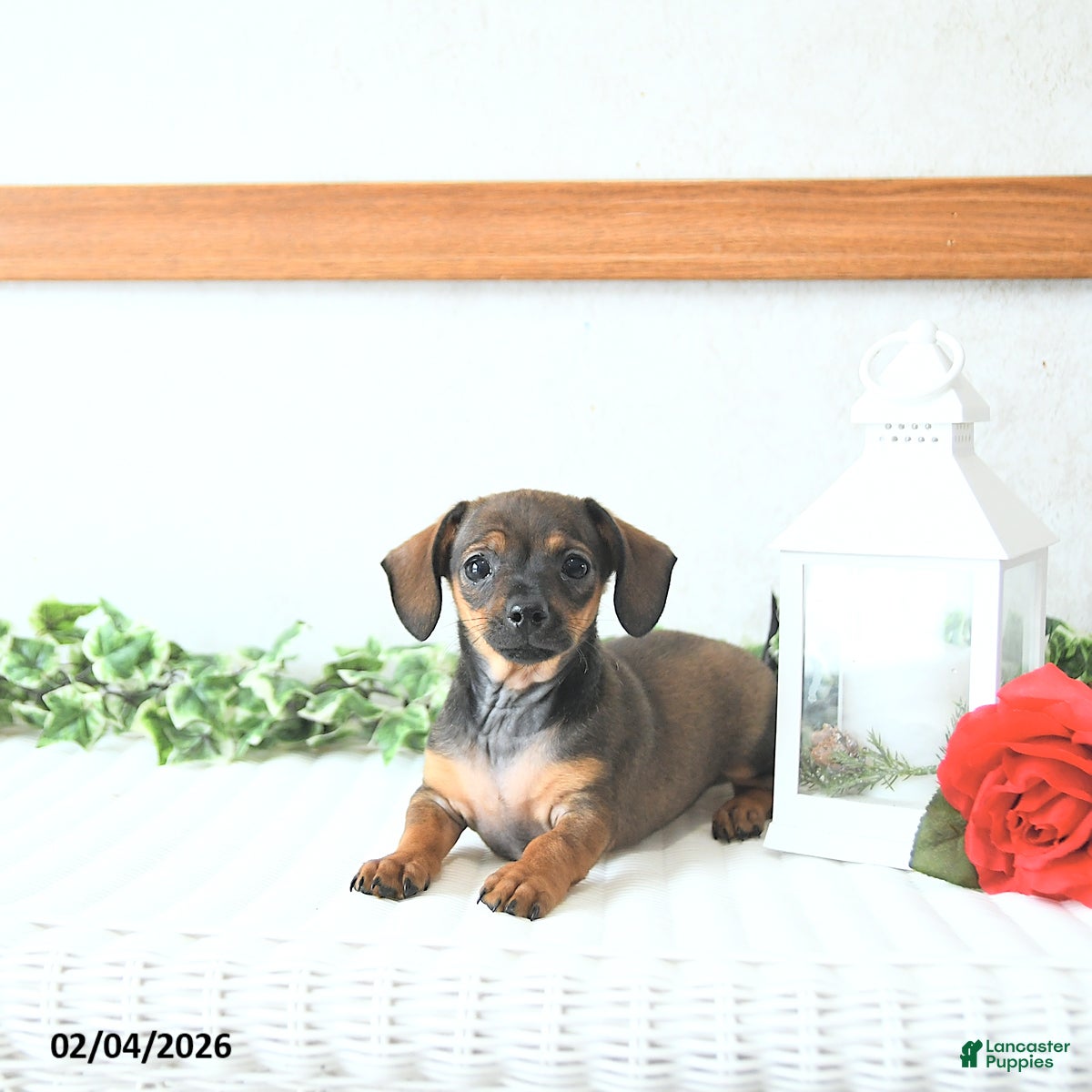 Chiweenie dogs Romeo EXTRA SMALL - Ad 10