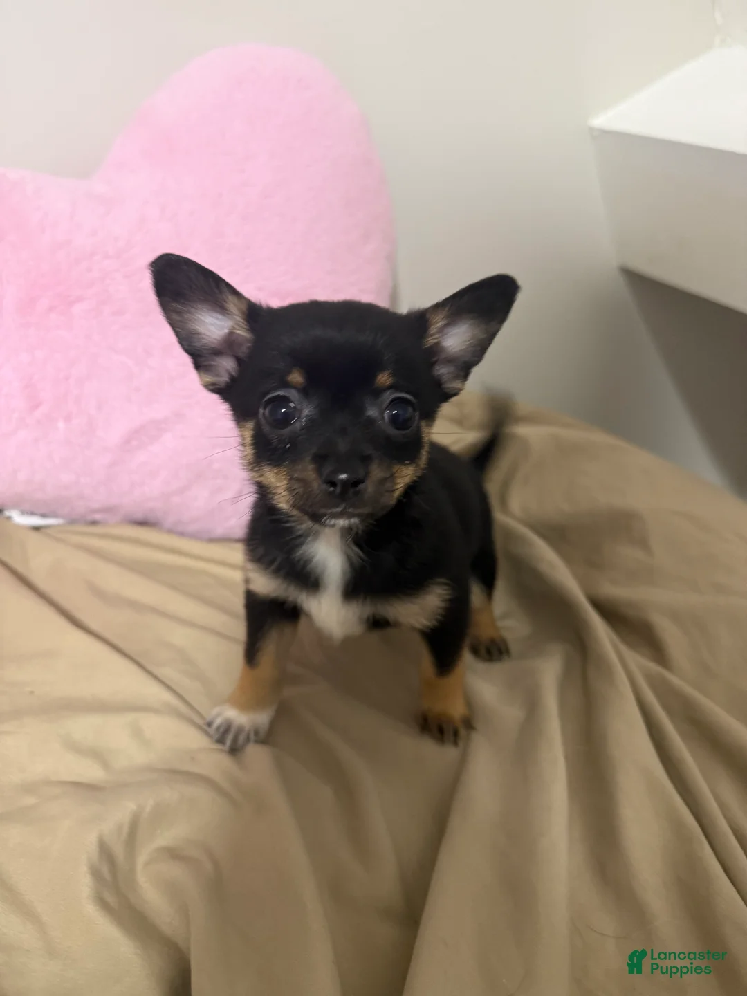Pomchi dogs for sale: Pomchi Puppy 6 - Ad 2