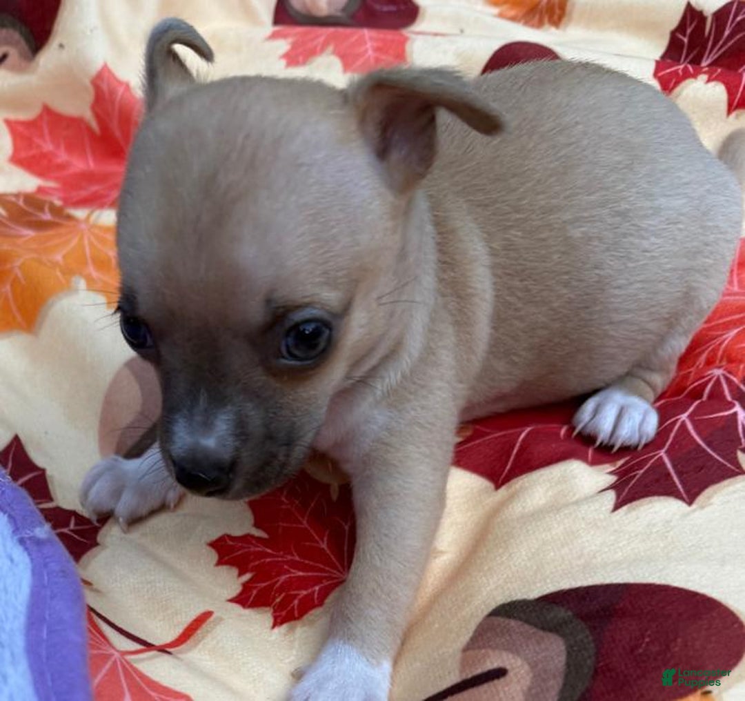 Chihuahua dogs for sale: Merlin - Ad 2