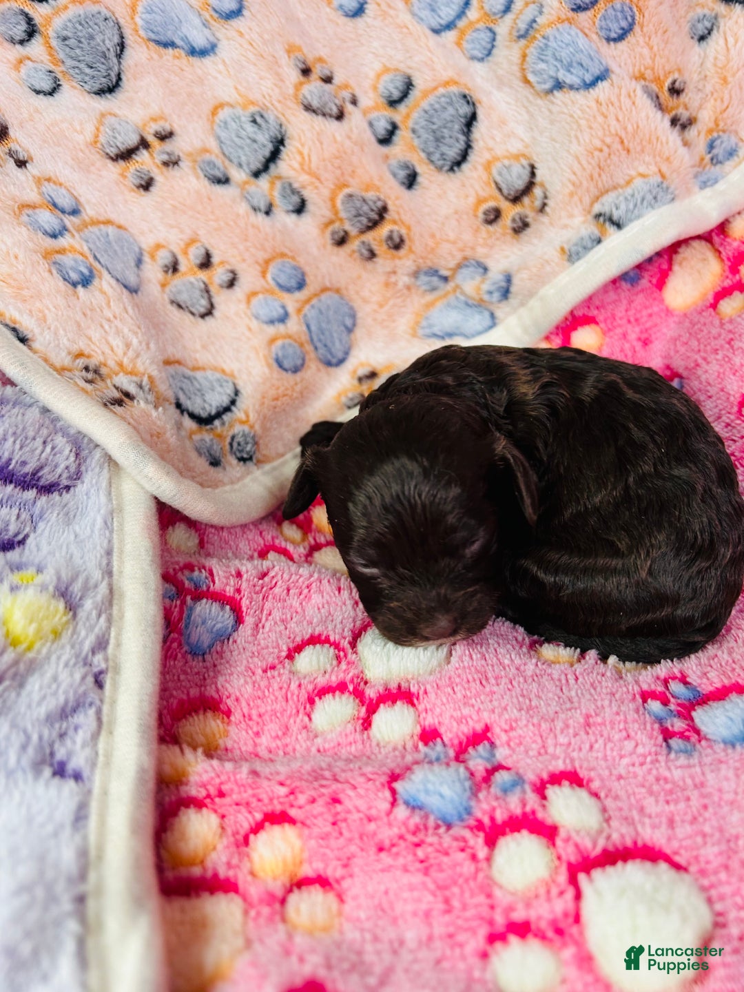 Cavapoo dogs for sale: Cavapoo Puppy 3 - Ad 6