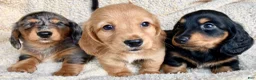 Miniature Dachshund dogs for sale: CHEESE CHEESE AND MORE CHEESE - Ad 15
