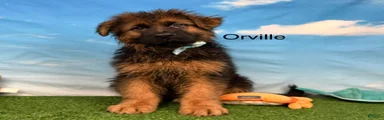 Orville