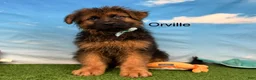 German Shepherd dogs for sale: Orville - Ad 1