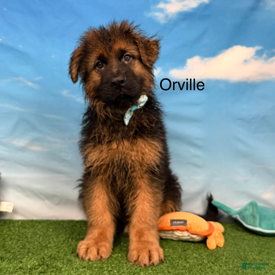 German Shepherd dogs for sale: Orville - Ad 1