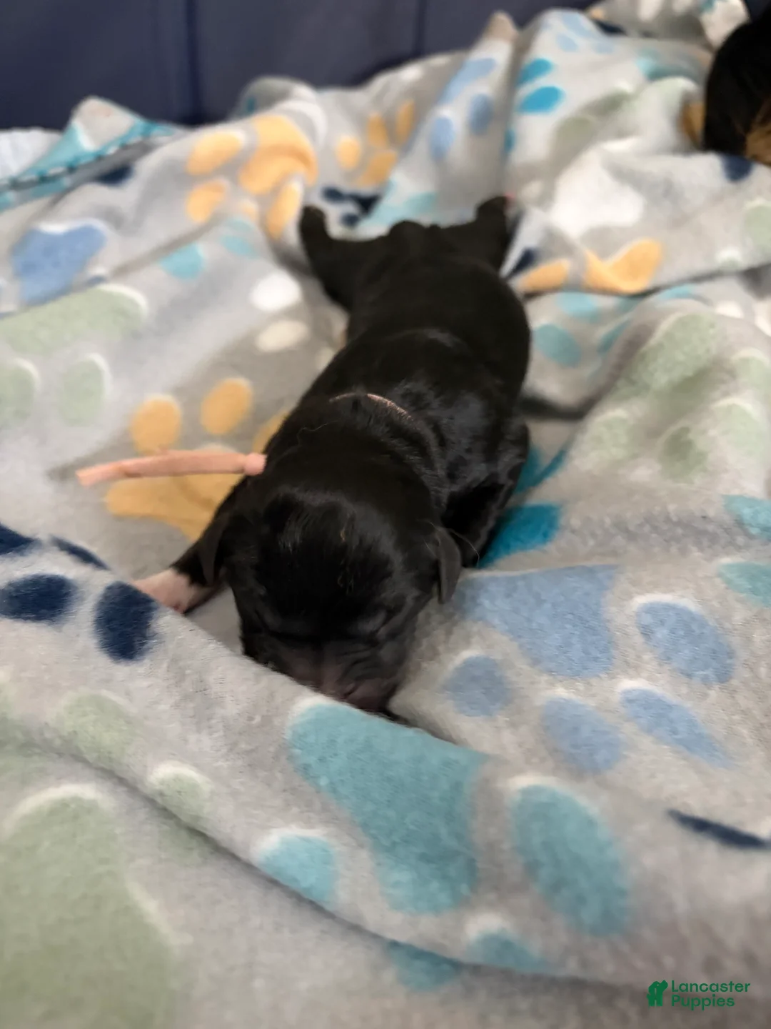 Mixed Breed dogs for sale: Mixed Breed Puppy 3 - Ad 2