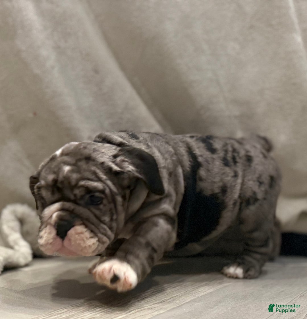 English Bulldog dogs for sale: Twinkle - Ad 8