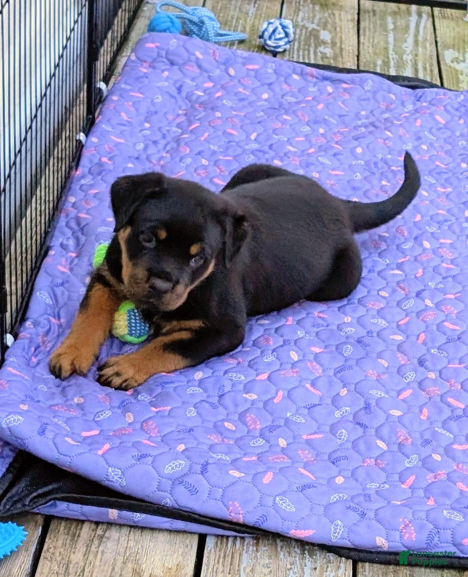 Rottweiler dogs Orange - Ad 13