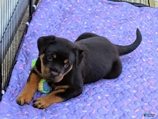 Rottweiler dogs Orange - Ad 13