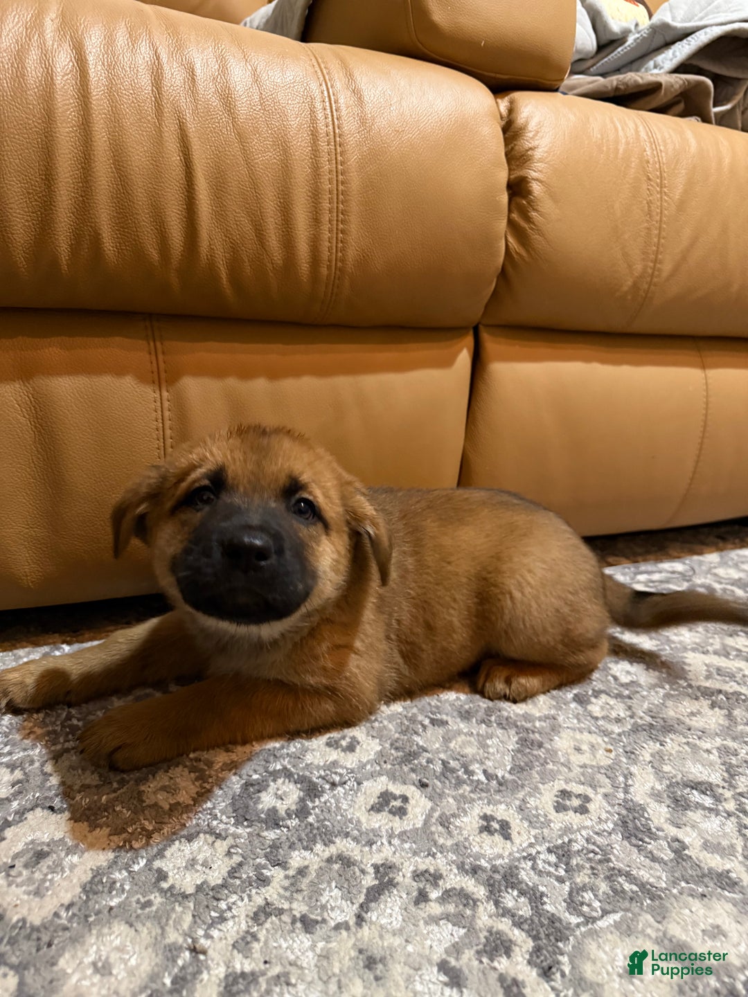 Mixed Breed dogs for sale: Mixed Breed Puppy 1 - Ad 6