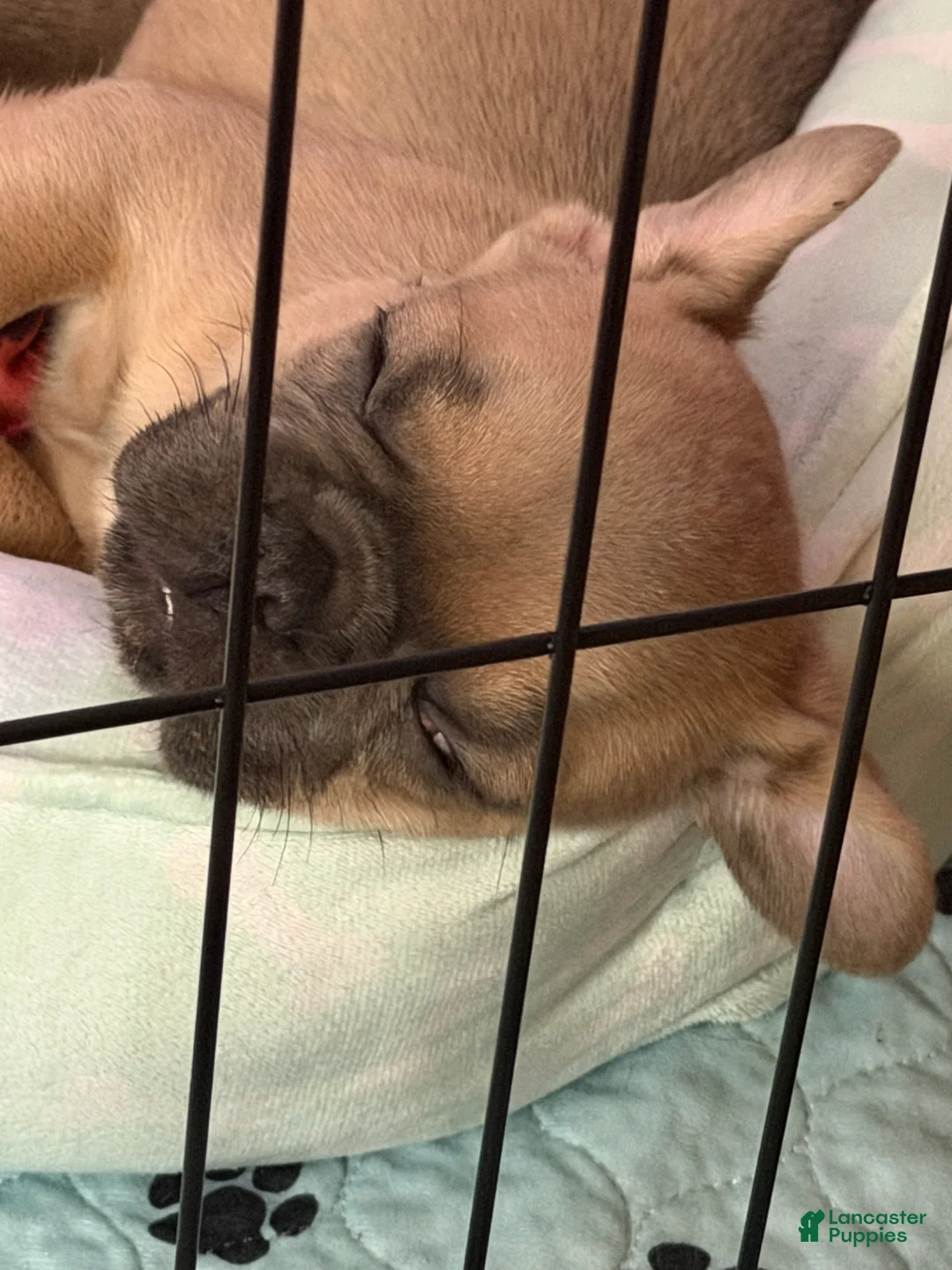 French Bulldog dogs for sale: Oakley - Ad 2