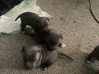 American Bully dogs American Bully Puppy 3 - Ad 40