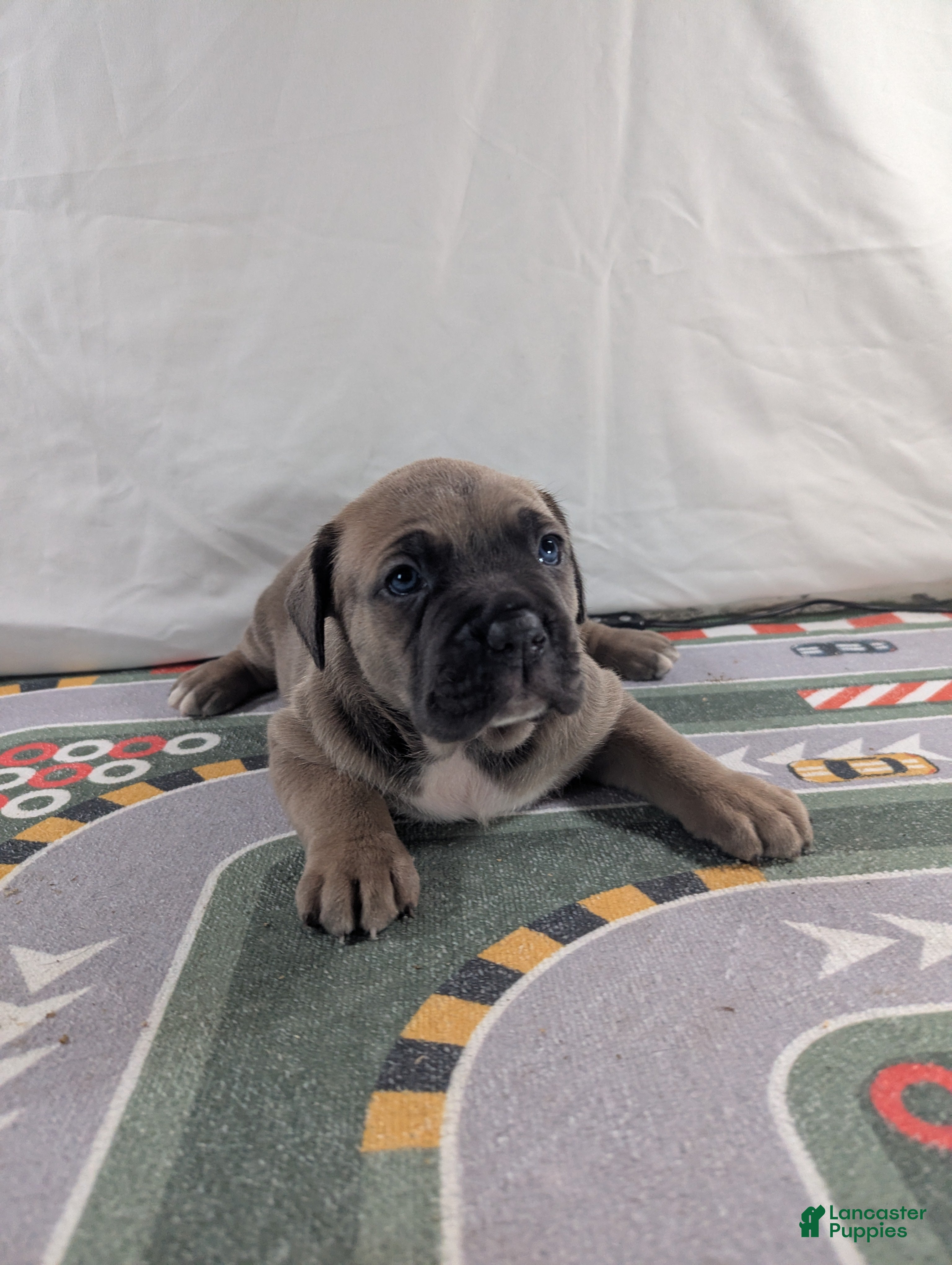 Cane Corso dogs for sale: Aries  - Ad 3
