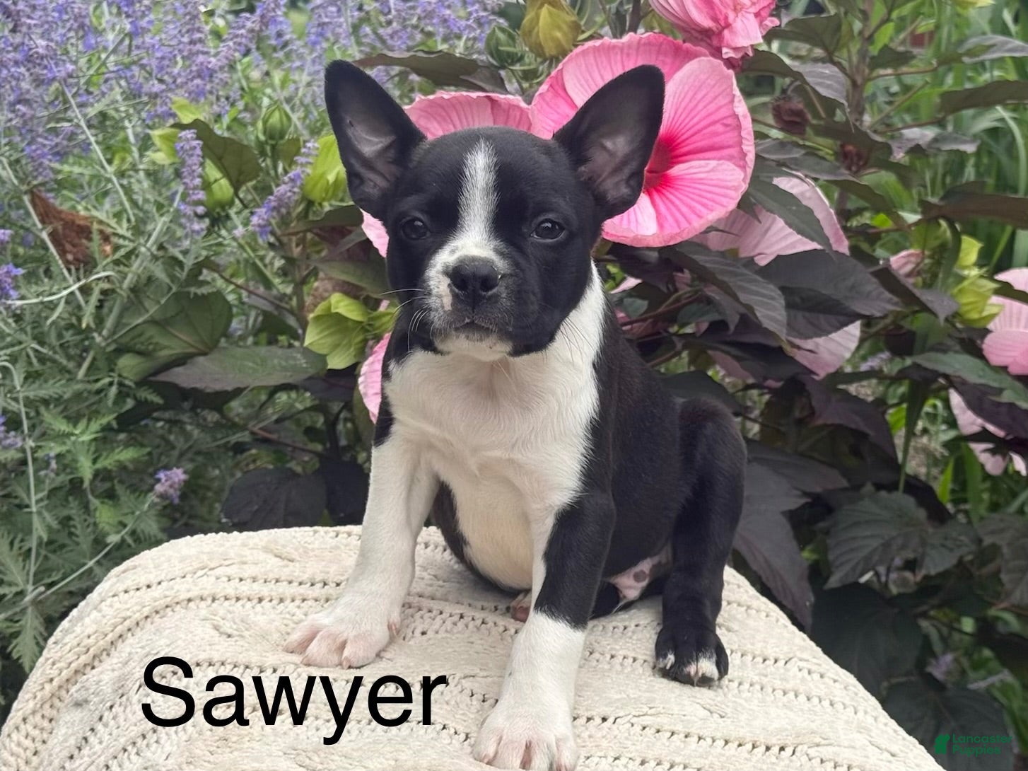 Boston Terrier dogs Sawyer - Ad 1