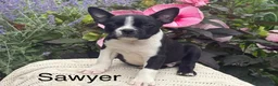 Boston Terrier dogs for sale: Sawyer - Ad 1