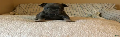 French Bulldog Puppy 6
