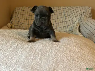 French Bulldog dogs French Bulldog Puppy 6 - Ad 26