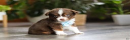 Miniature Australian Shepherd dogs for sale: Cadbury - Ad 7