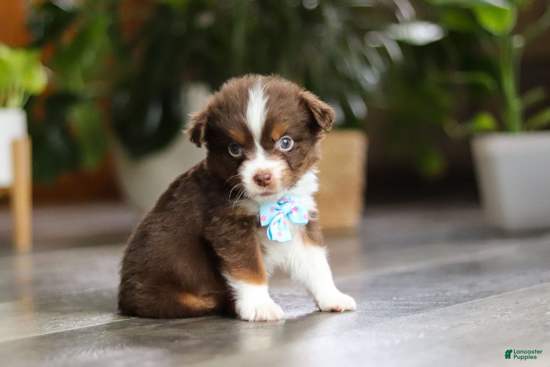 Miniature Australian Shepherd dogs for sale: Cadbury - Ad 7