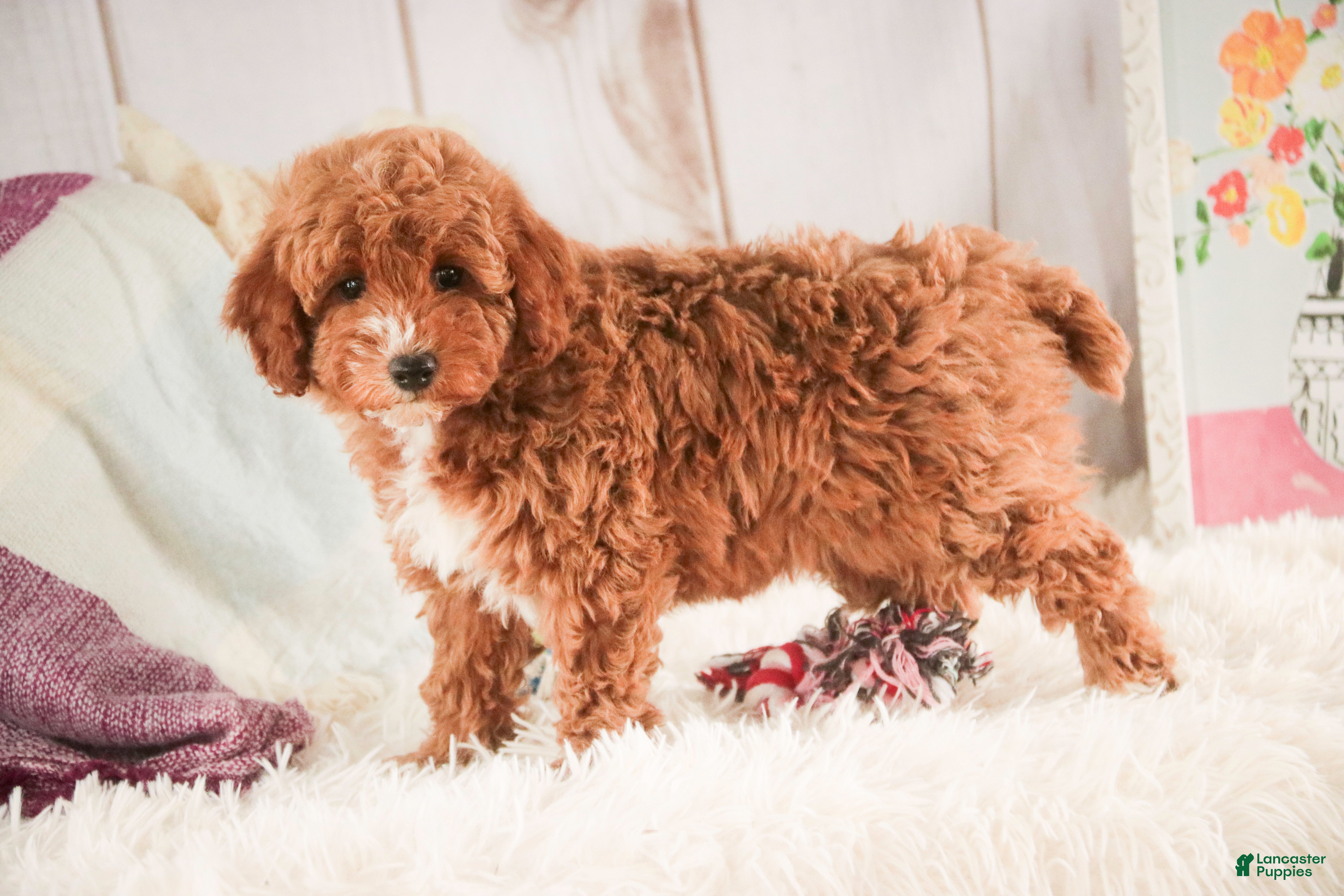 Miniature Poodle dogs Josie - Ad 2