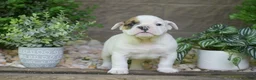 Olde English Bulldogge dogs for sale: Archie - Ad 5