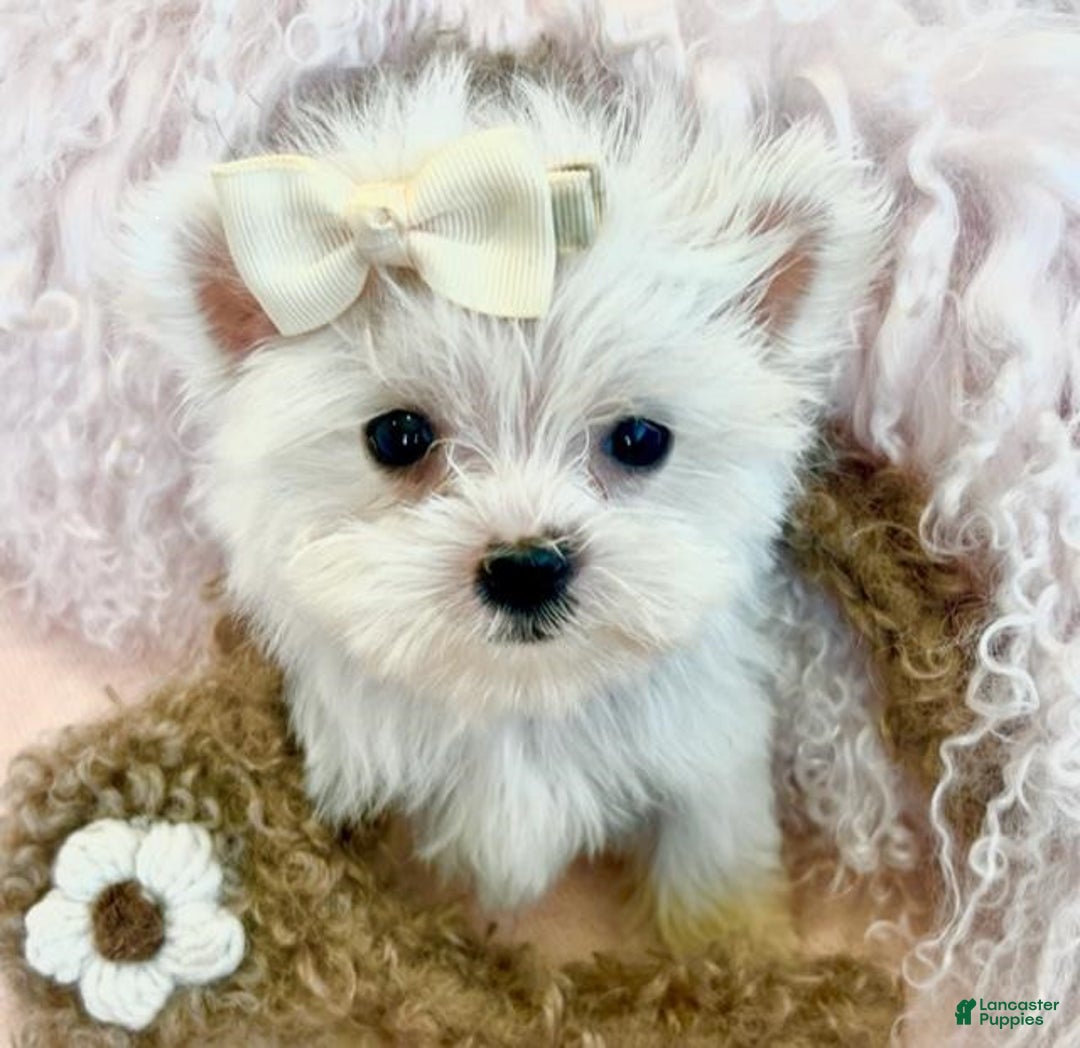 Maltese dogs for sale: Maltese Puppy 2 - Ad 2