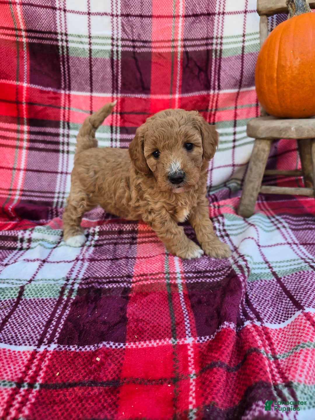 Mini Goldendoodle dogs for sale: Merry - Ad 1