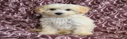 Maltipoo dogs for sale: Marcus - Ad 4