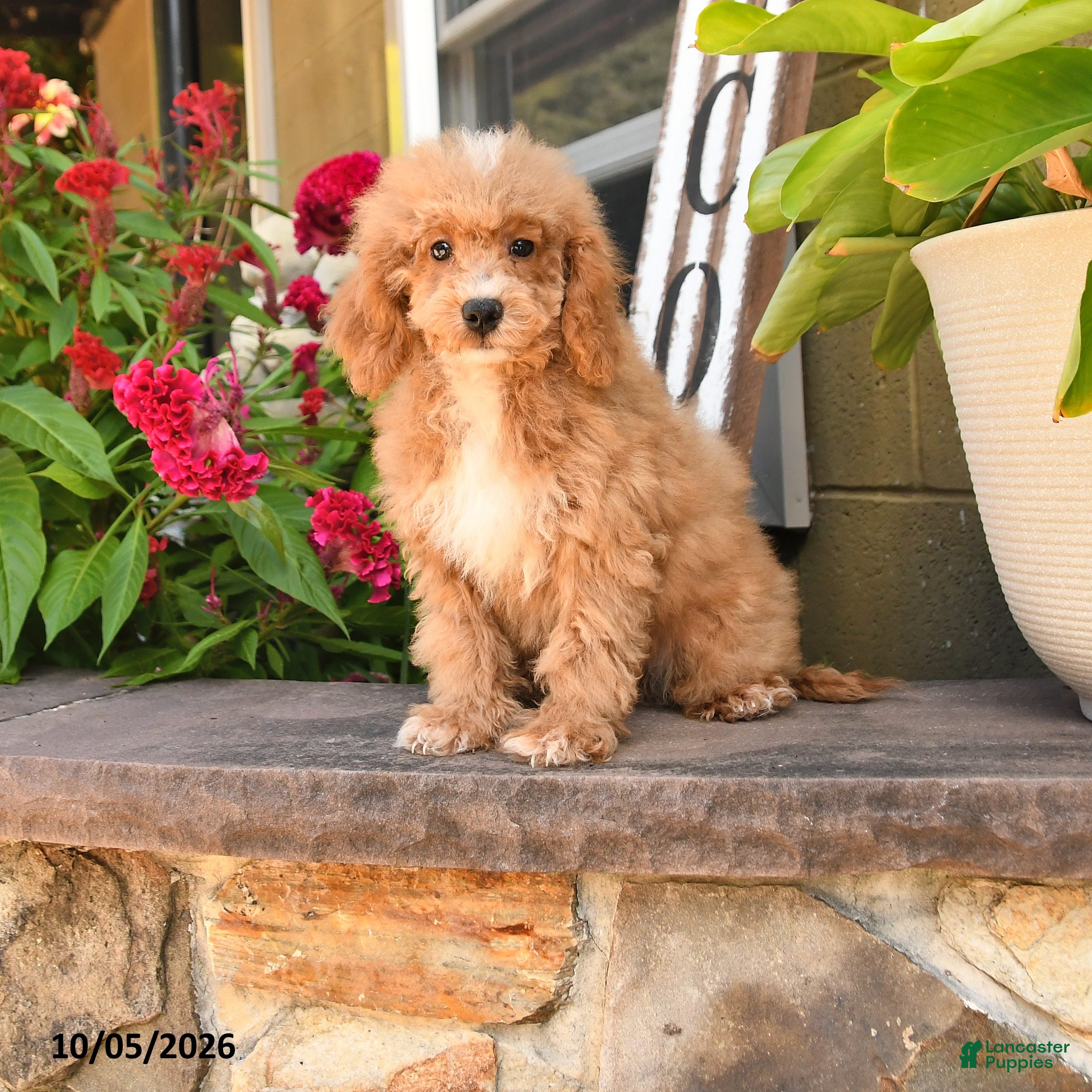 Cockapoo dogs Oakley - Ad 1