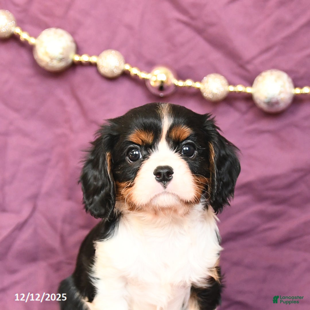 Cavalier King Charles Spaniel dogs for sale: Lucy - Ad 5