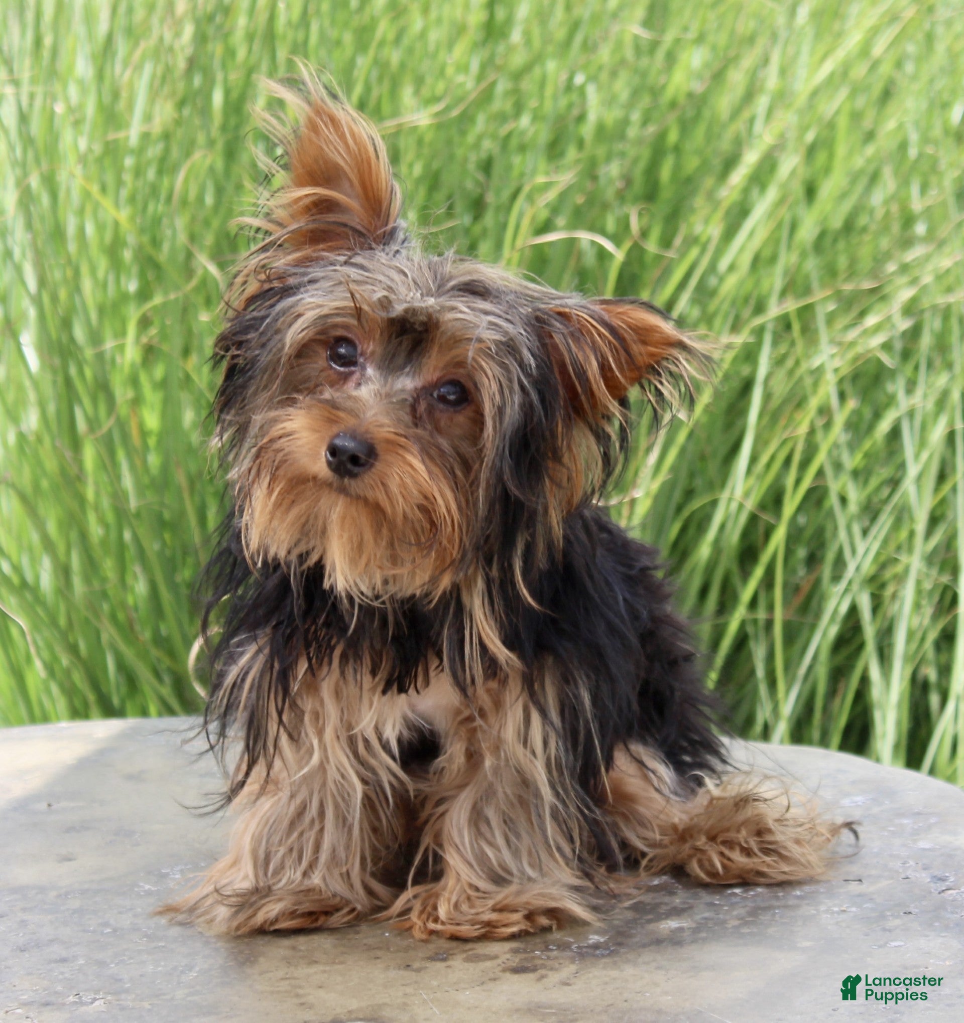 Yorkshire Terrier dogs Nathan - Ad 2