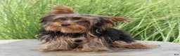 Yorkshire Terrier dogs for sale: Nathan - Ad 2