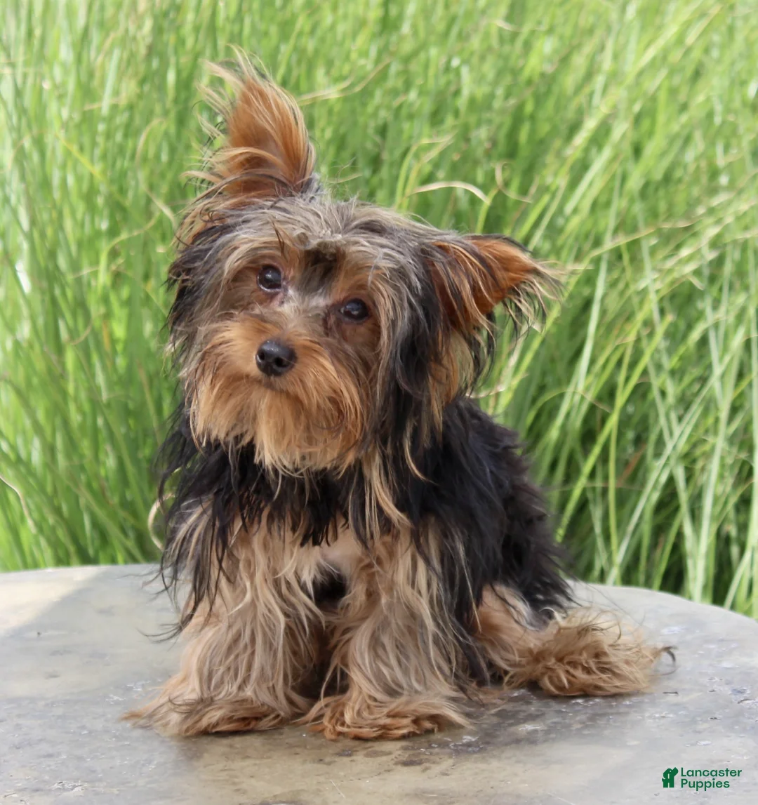 Yorkshire Terrier dogs for sale: Nathan - Ad 2