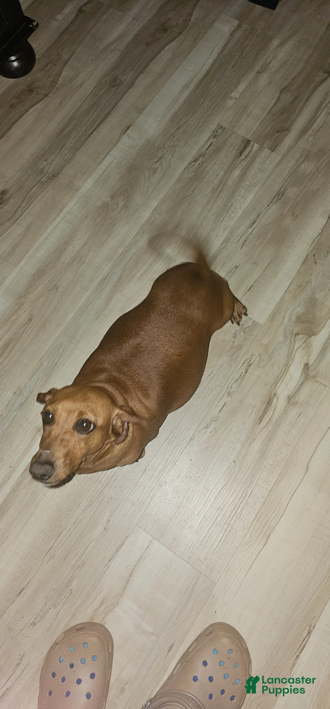 Dachshund dogs for sale: Dachshund Puppy 3 - Ad 2
