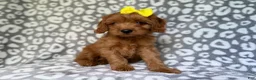 Cavapoo dogs for sale: Molly - Ad 8