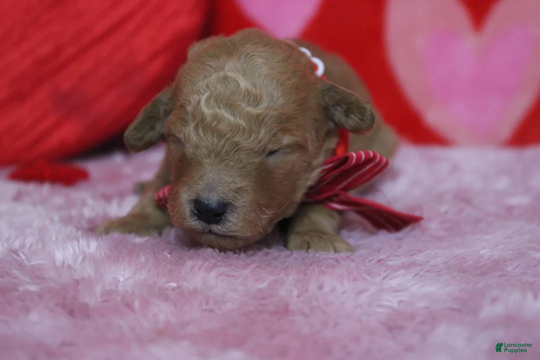 Goldendoodle dogs for sale: Crush  - Ad 4