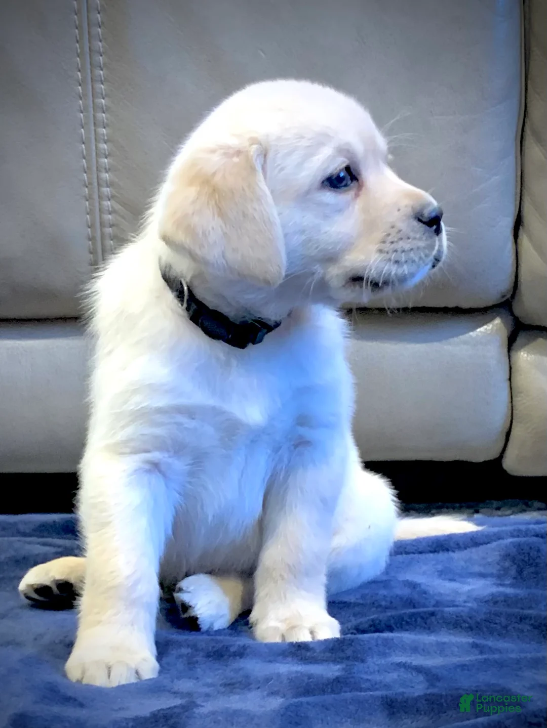 Labrador Retriever dogs for sale: Atlas - Ad 3